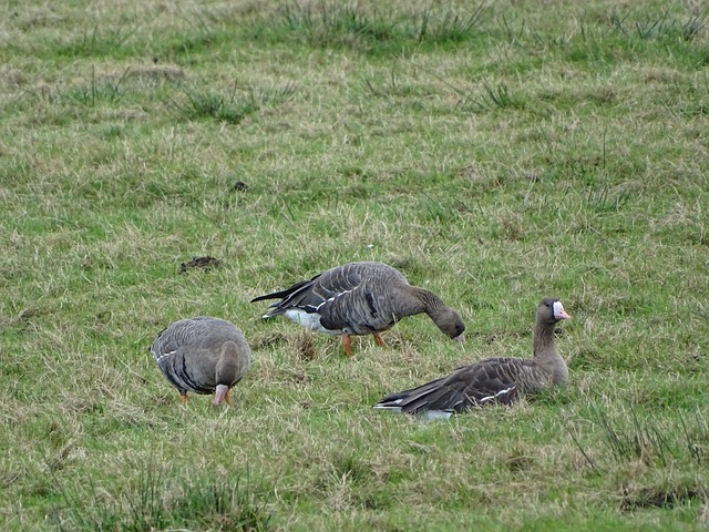 在转会合同 在转会合同